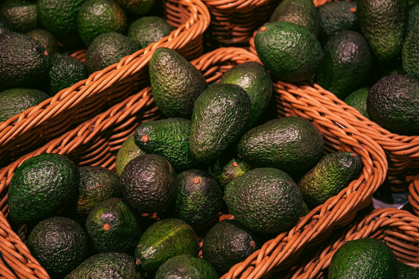 AUMENTAN EXPORTACIONES DE AGUACATE HASS A ESTADOS UNIDOS