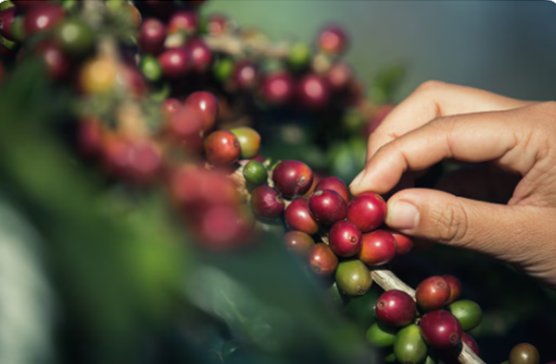 Café colombiano: imparable