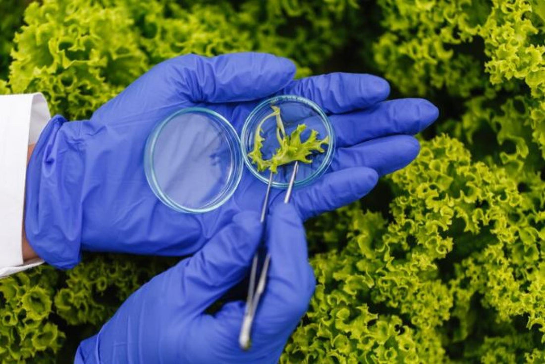 Fotosíntesis Artificial y su Potencial en la Agricultura