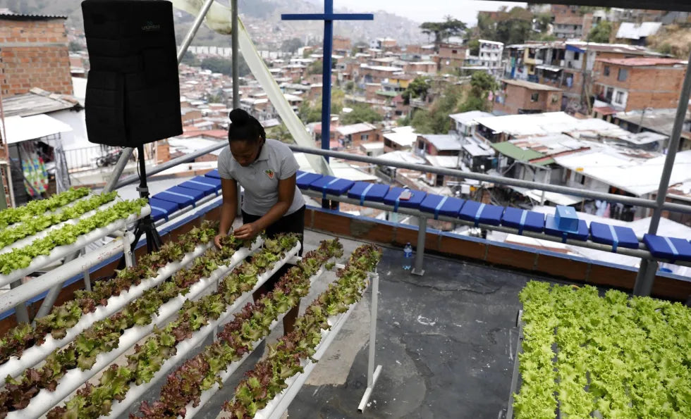 AGRICULTURA URBANA, UNA NUEVA ALTERNATIVA QUE RESPALDA LA ECONOMÍA DE LAS MADRES CABEZAS DE HOGAR