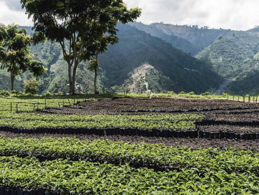 Agrotecnico