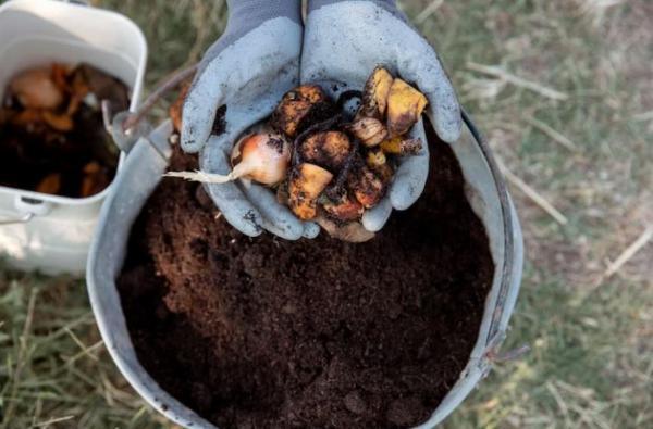 Agrotecnico