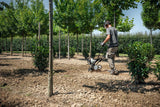 Cultivador BC 230 Stihl — imagen 3 de 4